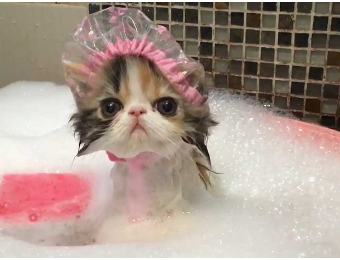 ¿Cómo preparar un baño para un gato?