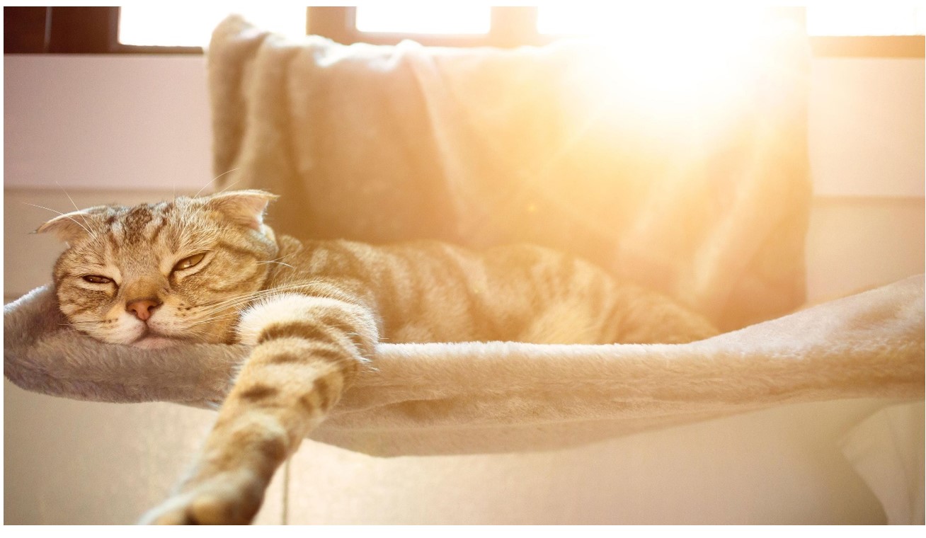 ¿Qué tan sensibles son los gatos al calor?