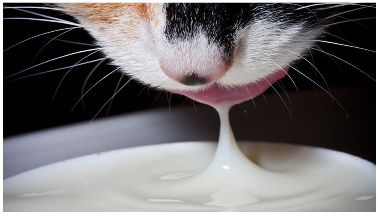¿A los gatos se les puede dar leche?
