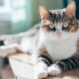 Los Beneficios de esterilizar un gato