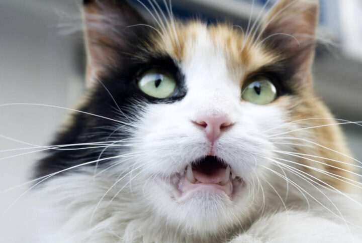 Los Gatos pueden olfatear con su boca